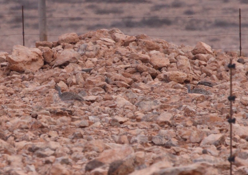 [houbara_bustard%255B3%255D.jpg]