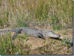 6335 Texas, South Padre Island - Birding and Nature Center guided bird walk - American Alligator at blind 7