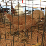 Ashland County Fair - Saturday - 2010