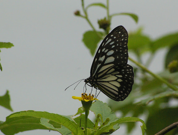 Ideopsis juventa kinitis FRUHSTORFER, 1904. Pulau Mantanani (Sabah, Malaisie) 29 juillet 2011. Photo : J.-M. Gayman
