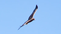 DSC04381.jpg
