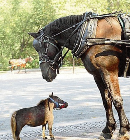 [animalsminime172.jpg]