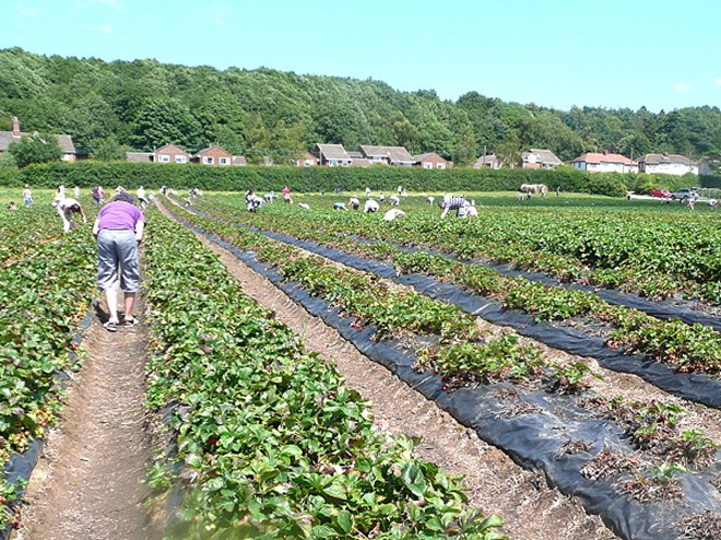 Manor Farm