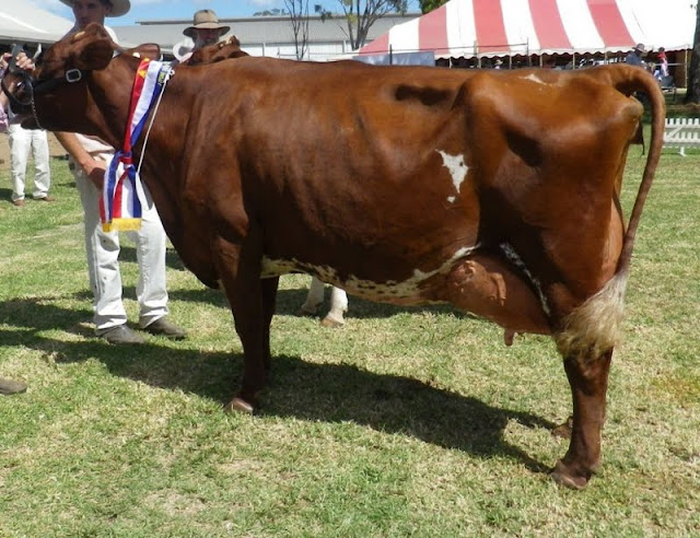 Supreme Illawarra Exhibit.jpg