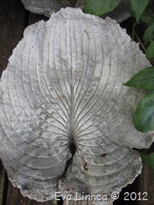 IMG_3379 IMG_3379