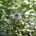 Rattlesnake Root