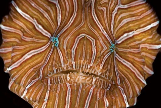 psy-fish01 psy-fish01