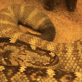 Im Aquarium in Skansen. Stockholm - 3 Tag 235.jpg