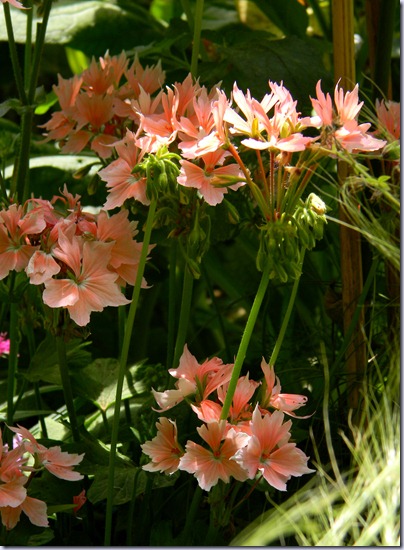 DSCN9896 DSCN9896