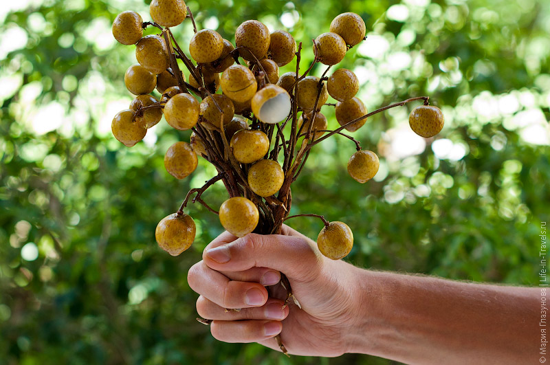 Лонган (Longan) или Глаз дракона Лонган (Longan) или Глаз дракона