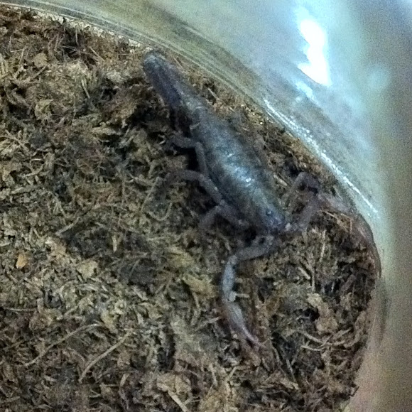 Spotting Image 1
