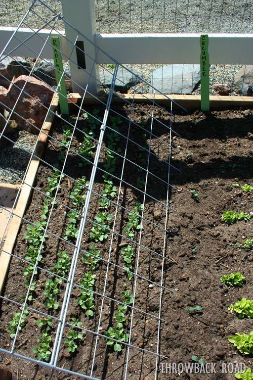 [garden%2520tour%2520may%252029%2520015%255B5%255D.jpg]