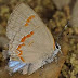 20110410gw_4