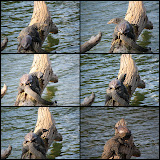 A very determined turtle crawls over a huge water monitor to get to the sun.