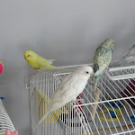 Jan21-12 Flock.JPG