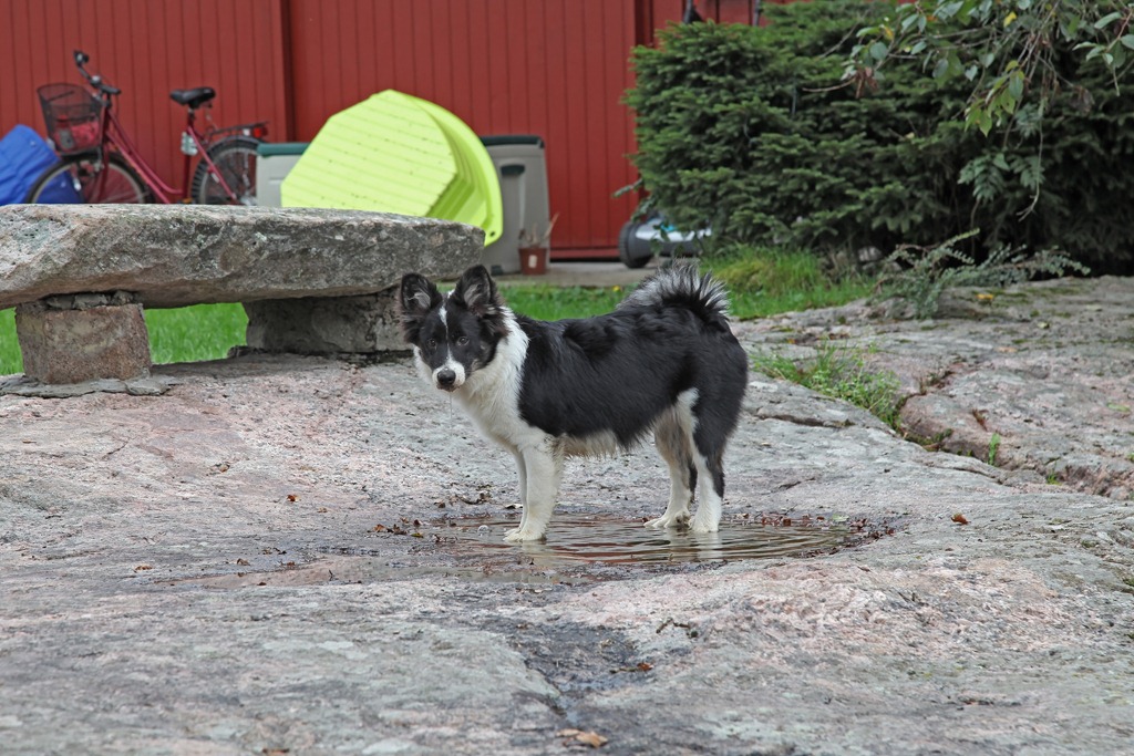 [En%2520fin%2520dag%2520i%2520hagen%2520med%2520dyra_260811_3352.jpg]