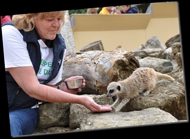 Pam White feeding Meerkat (resized) DSC_0183