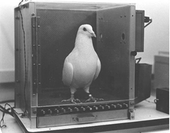 c0 A pigeon in a Skinner Box