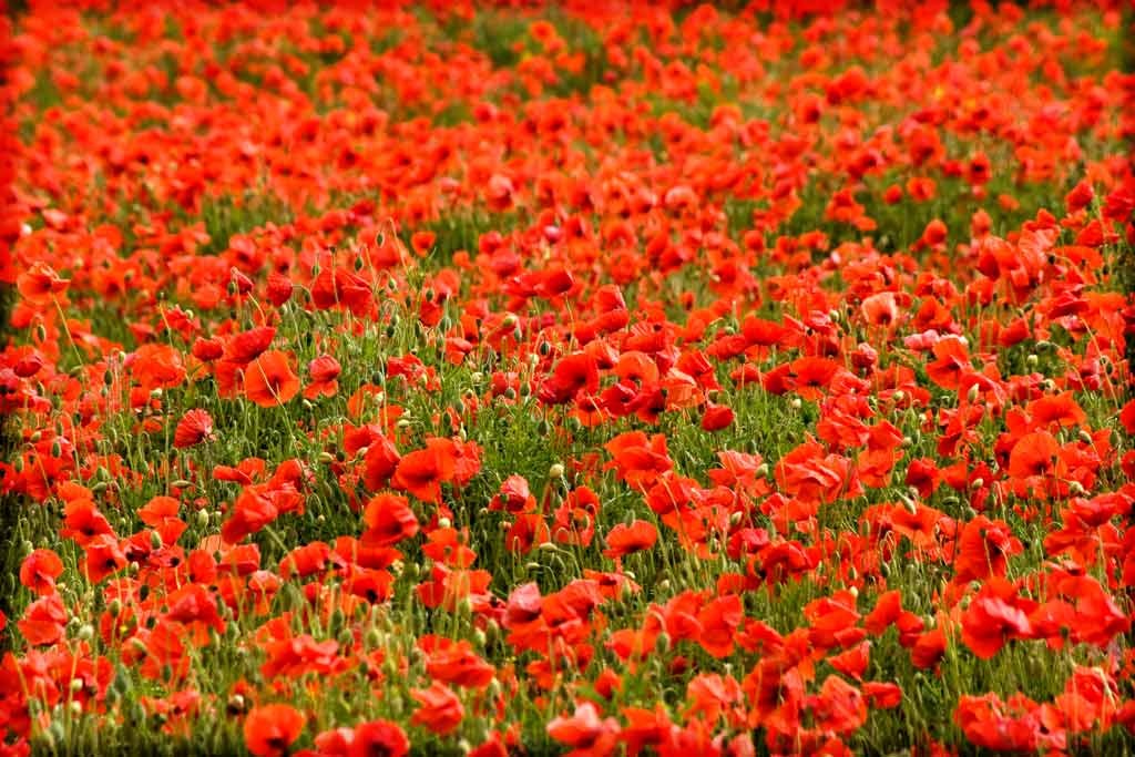 [Poppy-Fields-6%255B3%255D.jpg]