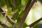 Sharkey, this tree has beautiful flowers that smell like papayas, one of Martha's favorite fruits.