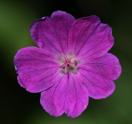 [IMG_9086%255B3%255D.jpg]