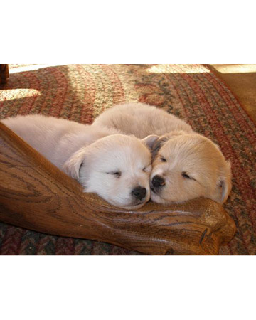 Chablis and Llano, chow-American Eskimo mixes from Tuscola, Texas. Chablis and Llano, chow-American Eskimo mixes from Tuscola, Texas.