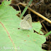 Lycaenidae%25252c%252520zizina%252520otis%25252c%252520lesser%252520grass%252520blue