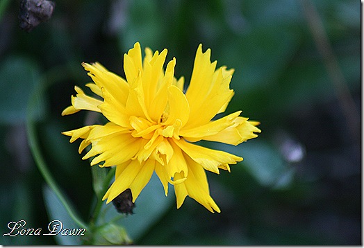 FPC_Coreopsis