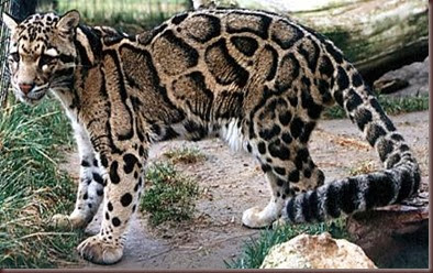 Amazing Animal Pictures Clouded Leopard (2)