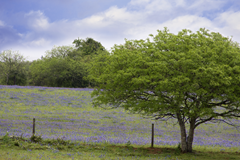 Copelyn Springs Road Chappell Hill TX 8