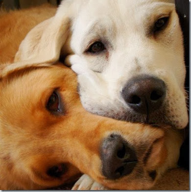domande frequenti in riproduzione canina domande frequenti in riproduzione canina