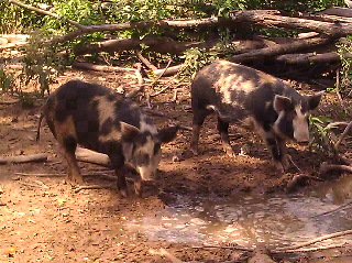 Heritage Breed Hogs, Barrington Living History Farm