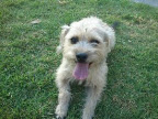 CHITO ahora GOYO felizmente adoptado ¡¡