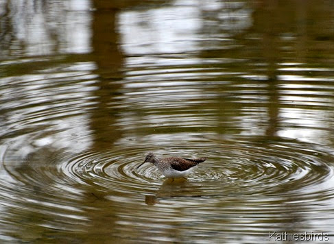 4. Solitary sandpiper-kab