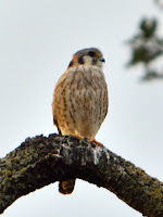 DSC_7651.jpg
