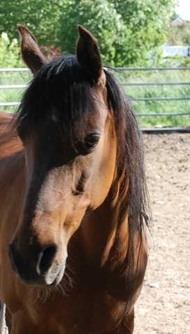 [horses2011272.jpg]