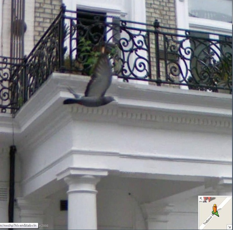 [pigeon%255B4%255D.jpg]