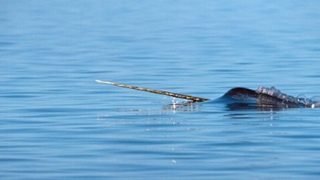 A narwhal, a kind of Arctic whale, breaks the water's surface with its unicorn-like horn. On 5 January 2013, the U.S. Department of Justice cracked a smuggling ring that operated for nearly a decade, often shipping narwhal tusks from the Canadian Arctic over the border into Maine in a trailer with a false bottom. Getty Images
