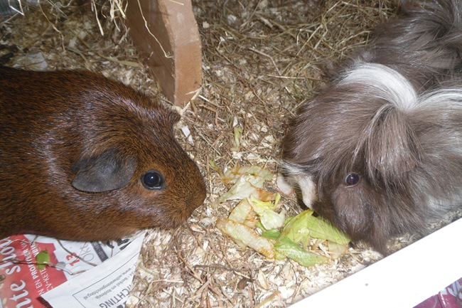 oktcavia 045