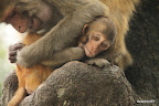 Baby monkey taken care of