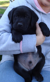Mr. Green "Shiloh"
Before flying to his new home in Massachusetts
Shiner - Siskel litter