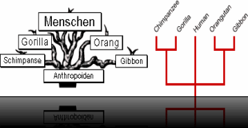 haeckel_treetop haeckel_treetop