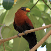 Yellow Billed Malkoha Yellow-Billed Malkoha 02.jpg