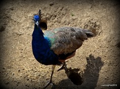 Peacock