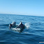 tour-punta-choros-isla-damas