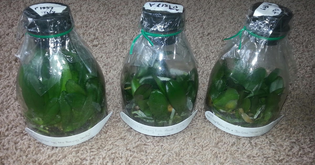 Orchids in a Closet Three Phalaenopsis flasks!