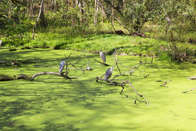 [Swamp%2520%25281%2520of%25201%2529%255B4%255D.jpg]