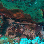 Languste, leider nicht auf dem Teller, Komodo