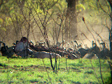 We arrived at a fresh rhino kill, so fresh (apparently) that even the buzzards were just standing around it and hadn't begun eating it yet. Transition to Madagascar - 046.jpg