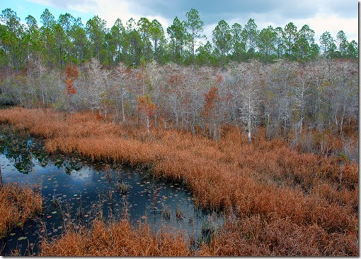 Dwarf Cypress 042